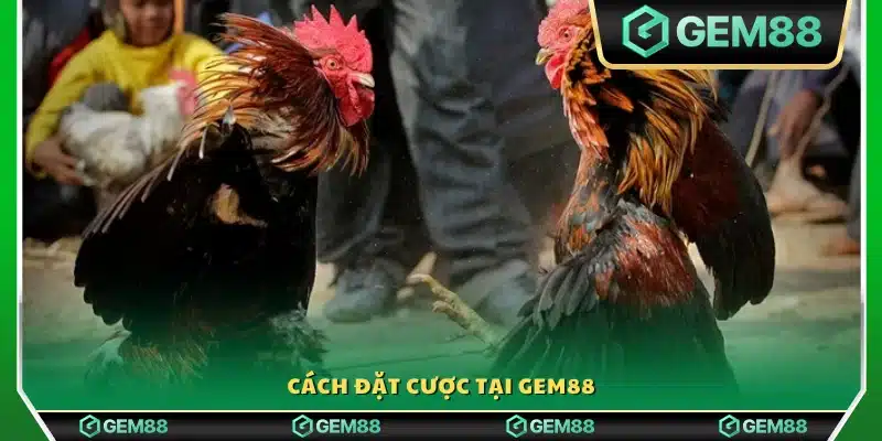 Quy trình tham gia và đặt cược dễ dàng tại Gem88