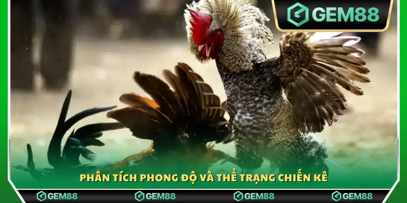 Đánh giá sức bền và phong độ của gà chiến