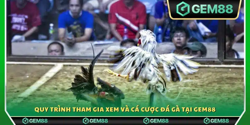Các bước tham gia xem trực tiếp và đặt kèo 